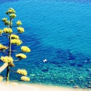 Liguria – il fiore dell’agave