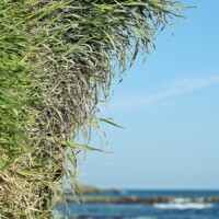 Liguria – lo strano caso dell’erba che…