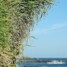 Liguria – lo strano caso dell’erba che…