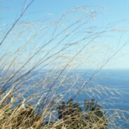 Liguria – Le colline sono in fiore e i cani ridono