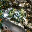 Bordighera – ma che ficus!