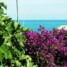 Varigotti (SV) – esotica Liguria