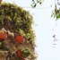 Bussana Vecchia – hippie hippie urrÃ !