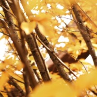 Alba – l’oro delle langhe